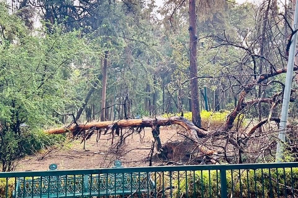 Tras la lluvia de ayer en la madrugada, un cedro en el Parque Hundido se vino abajo.