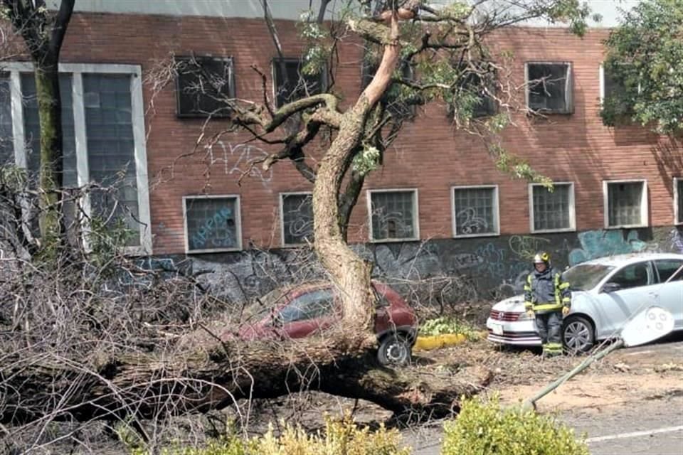 Sobre Lago Mayran, en la Colonia Anáhuac, uno de tantos casos de desplomes de árboles atendidos por Bomberos.