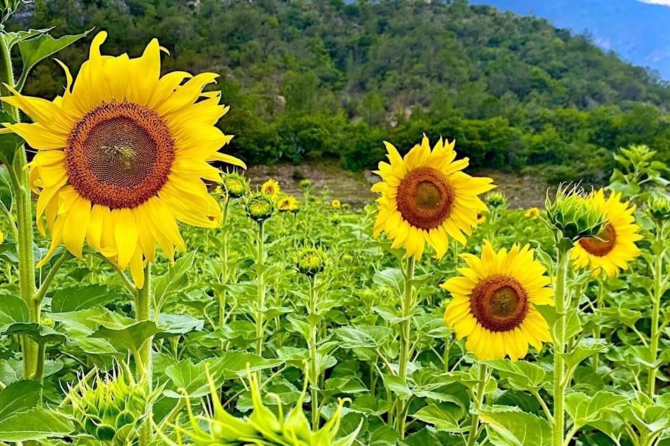 Los campos de girasoles atraían visitantes a la zona.