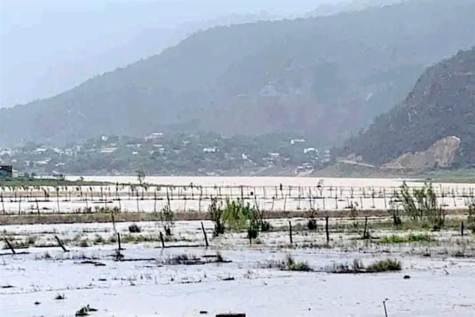 Los campos de girasoles de Laguna de Sánchez se inundaron con la tormenta.