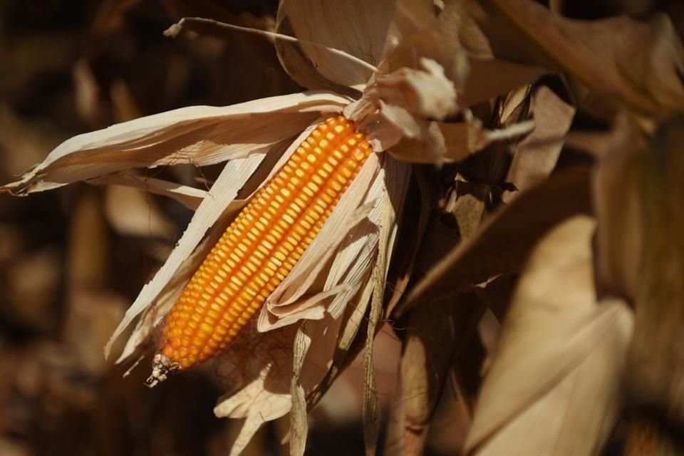 México perdió disputa comercial por maíz genéticamente modificado contra EU; panel concluyó que las medidas del País no se basan en ciencia.