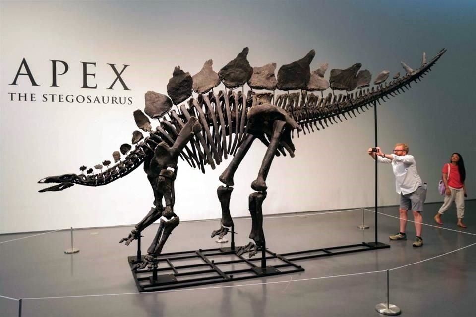 El esqueleto de 'Apex' es el mayor y más completo de un estegosaurio hallado hasta ahora.
