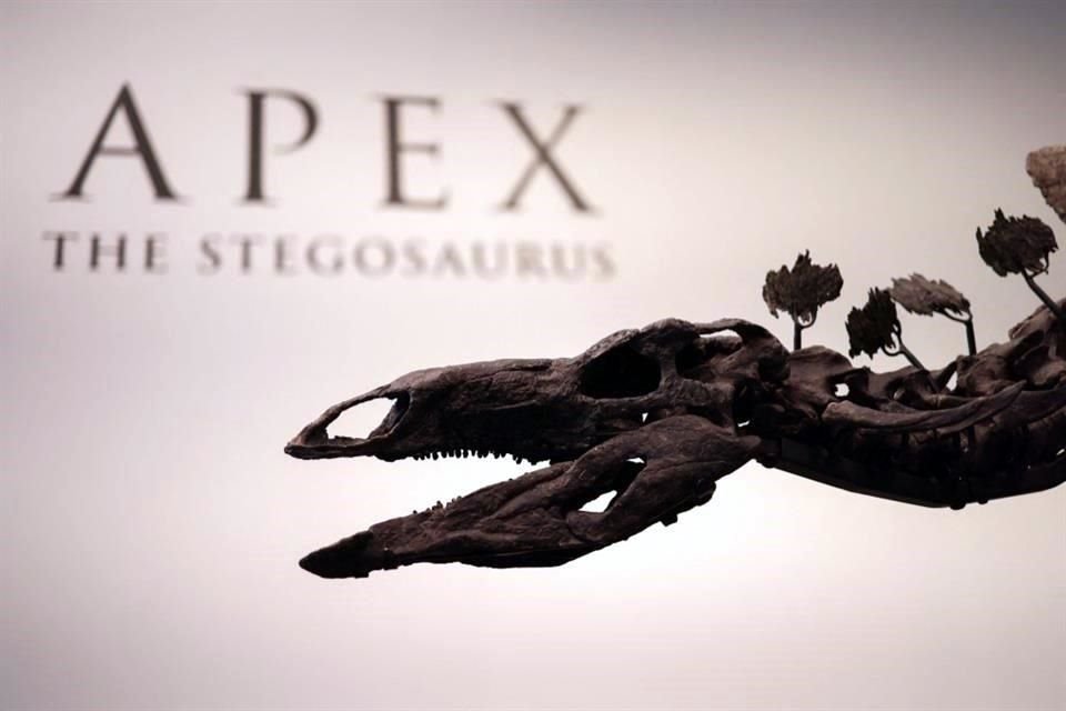 'Apex' medía 3.3 metros de alto y 6 de largo, mucho más que cualquiera de los animales de su especie encontrados hasta ahora.