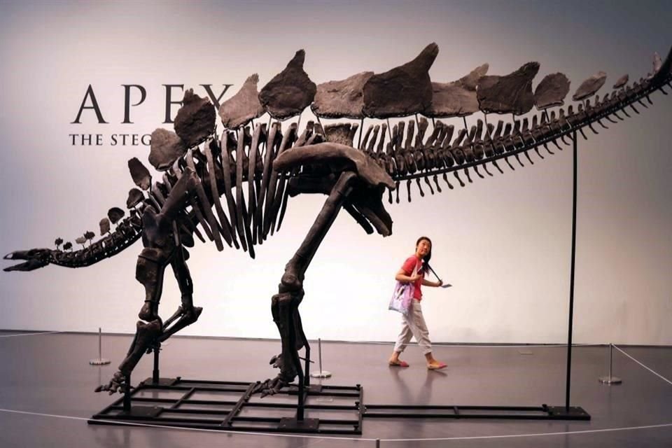 El ejemplar fue hallado en mayo de 2022 en las tierras de un paleontólogo independiente en la localidad de Dinosaur, Colorado.