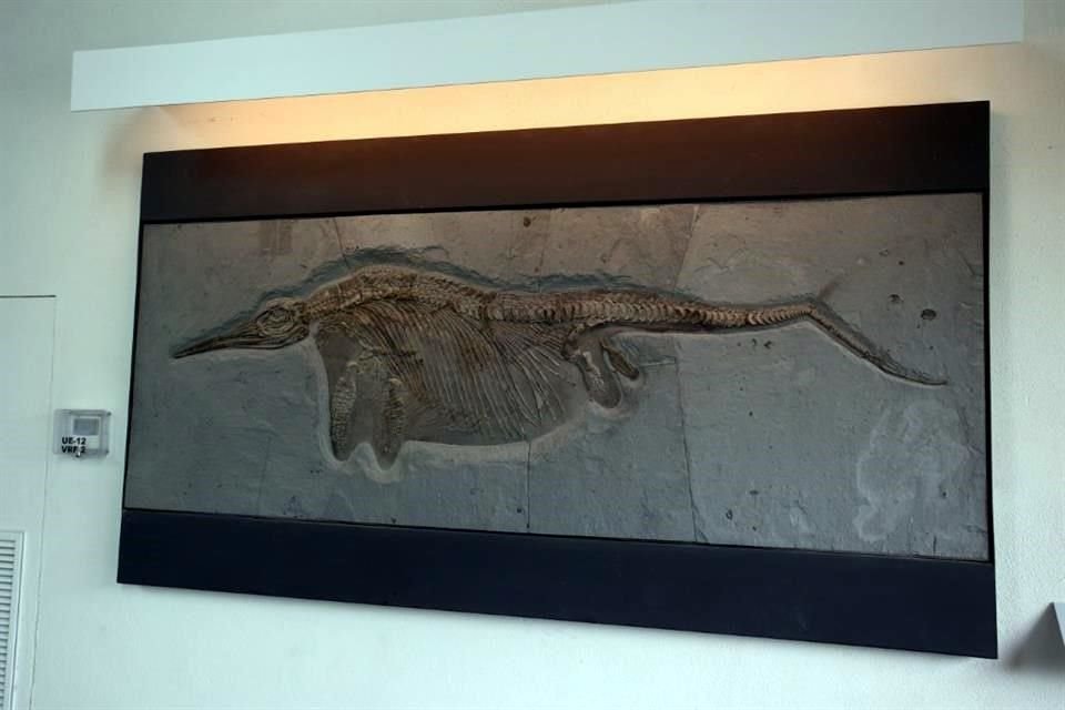 Fósil expuesto en el Museo La Milarca.