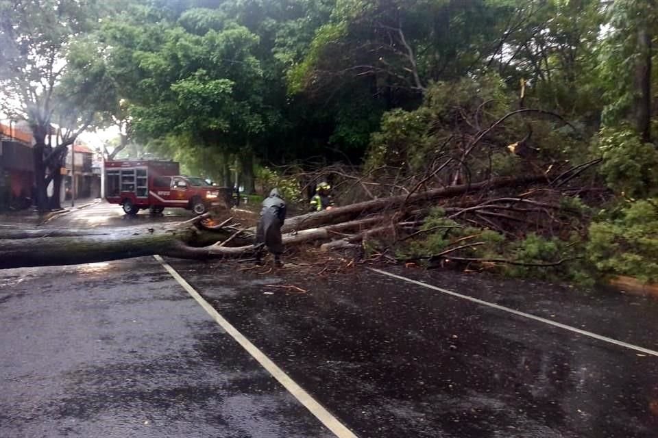 Bomberos trabajan en el retiro de un árbol que se cayó en la Colonia Campestre Churubusco.