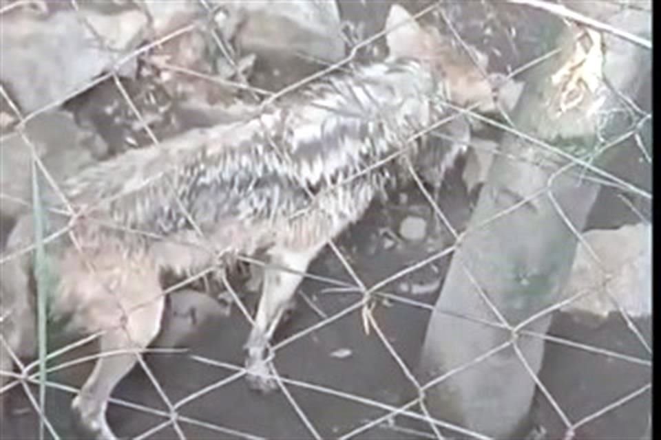 Un video captado por usuarios mostró a un lobo mexicano es malas condiciones al interior del Zoológico de Chapultepec.