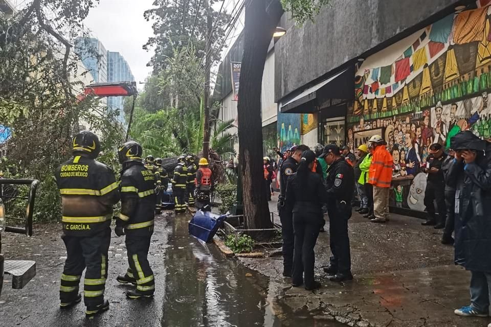 Ahora los bomberos trabajan para seccionar el árbol de más de 15 metros de altura.