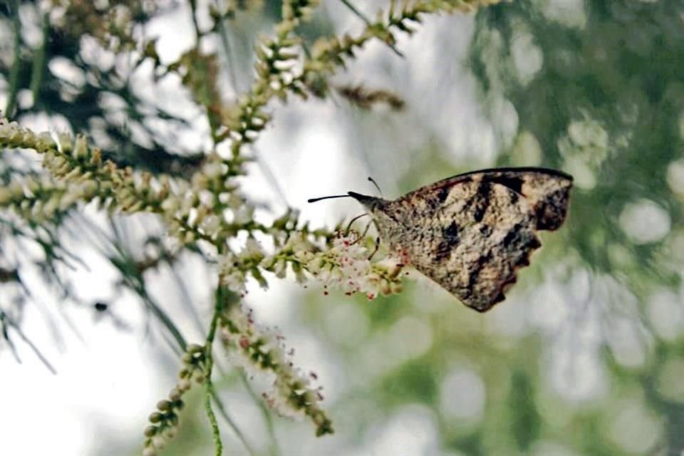 Las mariposas que se ven ahora se conocen como 'gallito', 'picuda' o 'pinocho'.