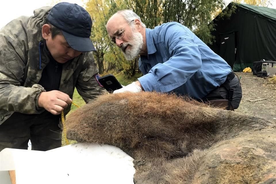 El mamut apodado 'Chris Waddle' que sirvió al estudio murió hace 52 mil años en Siberia, cerca del pueblo ruso Belaya Gora.