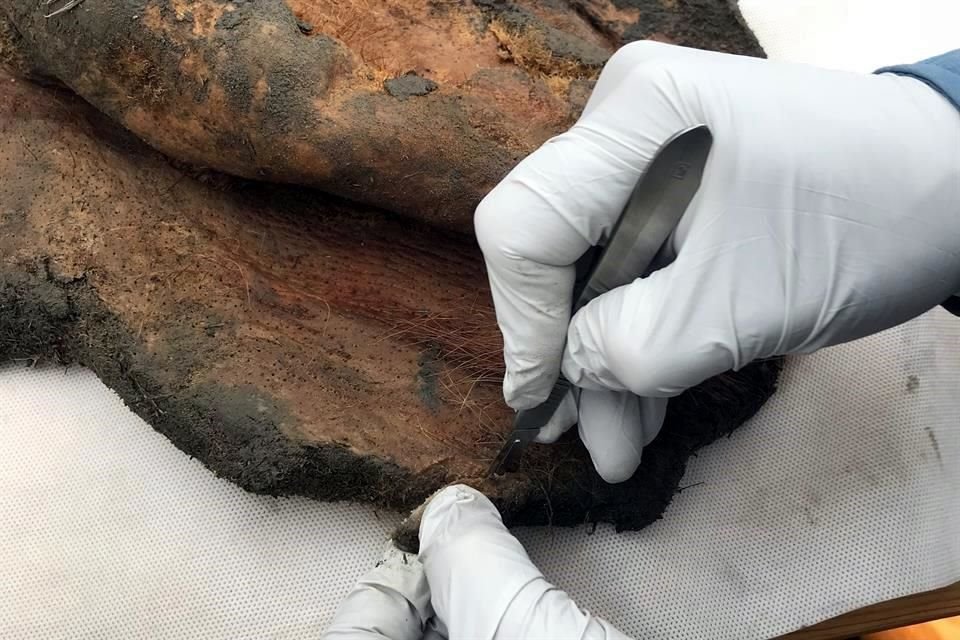 El estudio se realizó a partir de un trozo de piel de la oreja.