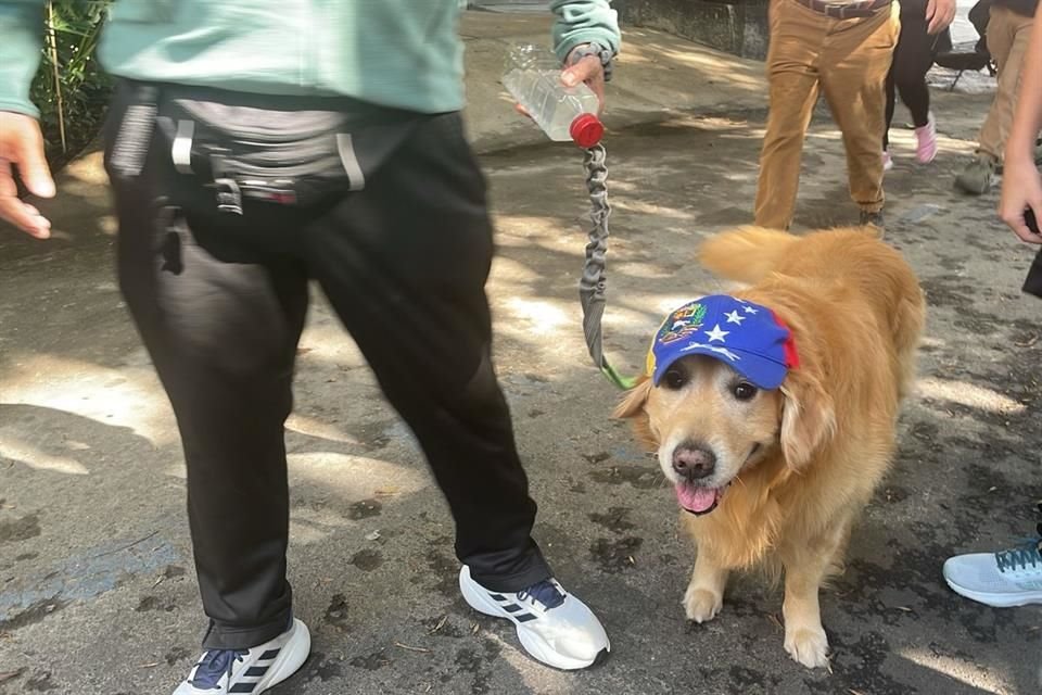 Un perrito usa una gorra con los colores de Venezuela afuera de la Embajada venezolana en Ciudad de México.