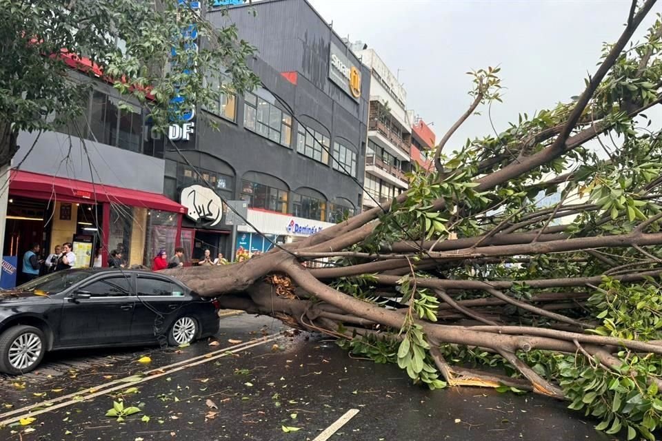 Un árbol cayó en Avenida Universidad y Pilares tras chubascos en la zona.