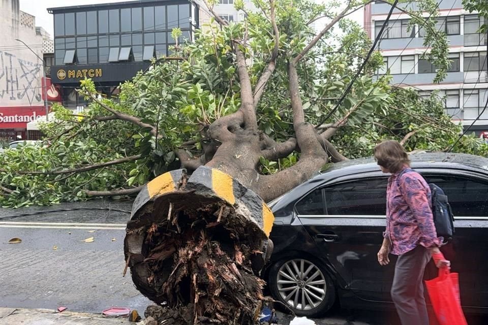 Comensales fueron alertados por los ruidos y posteriormente observaron que el árbol aplastó la cajuela de un vehículo.