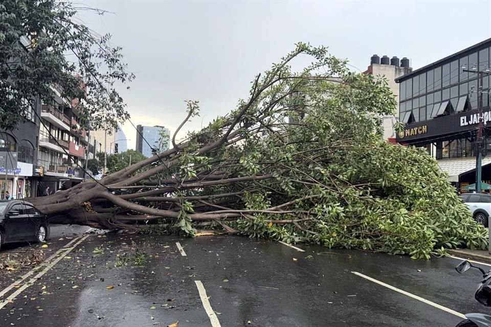 Un árbol cayó sobre un automóvil estacionado en Avenida Universidad y Pilares tras chubascos en la zona; no se reportaron heridos.