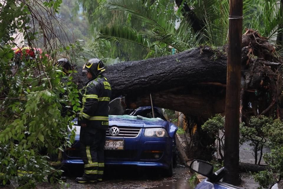 Un árbol de 20 metros de la Colonia Nápoles cae sobre el auto en el que viaja una familia; la madre murió a causa del desprendimiento.