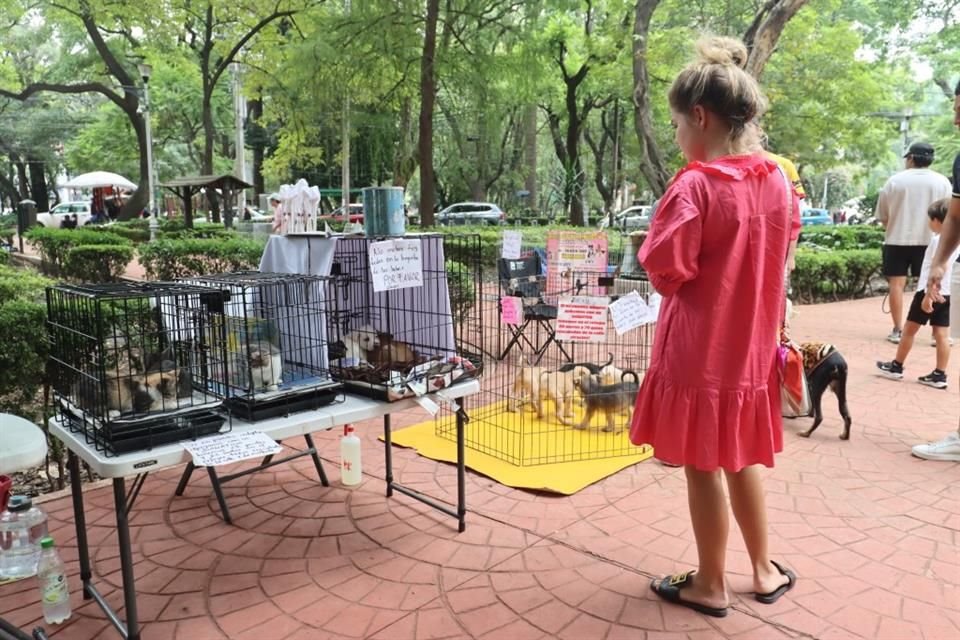 Parque México / Mascotas en adopción