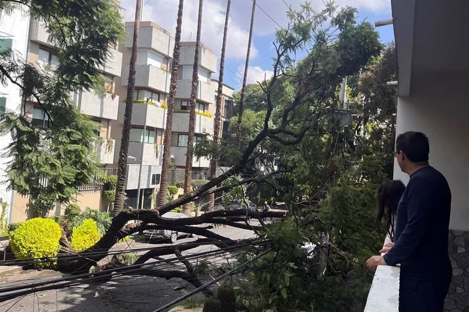 Dos árboles en menos de 24 horas cayeron en la calle Pestalozzi, en la Alcaldía Benito Juárez; autoridades reportan sólo daños materiales.