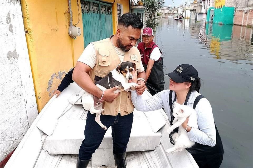 Lomitos sin dueño e, incluso, algunos cuyos propietarios prefirieron dejarlos en resguardo, fueron rescatados.