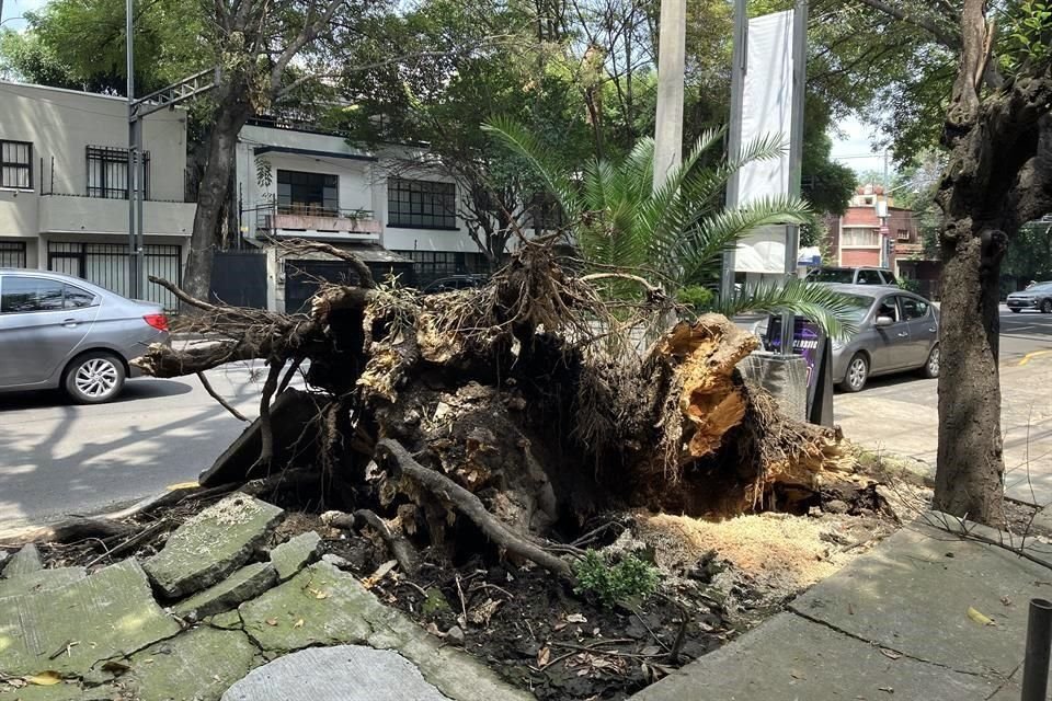 Sobre Eugenia, el árbol que el sábado aplastó dos autos no ha sido retirado en su totalidad.