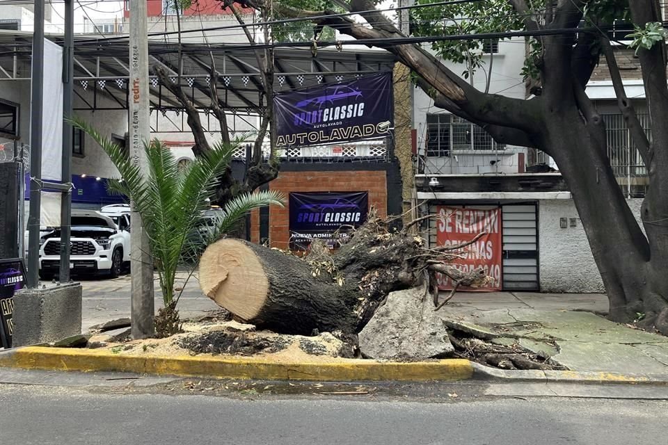 Vecinos temen que más árboles de desplomen