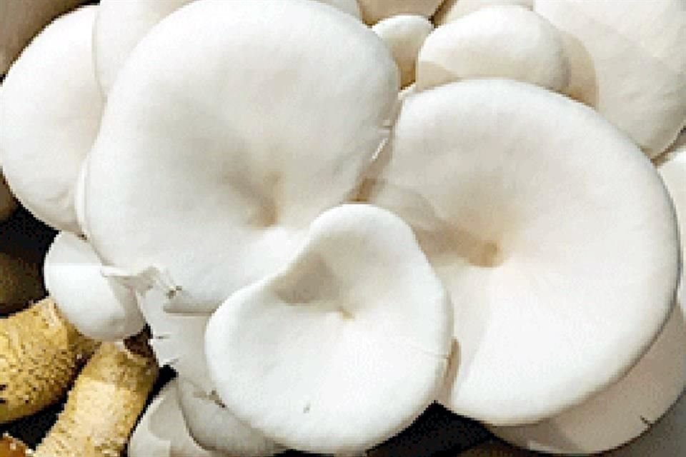 WHITE ELM OYSTER