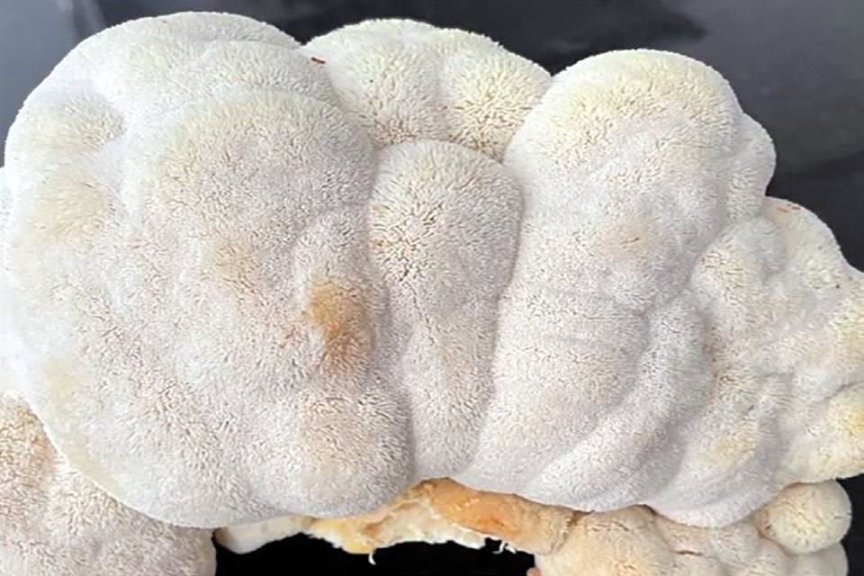 HERICIUM ERINACEUS