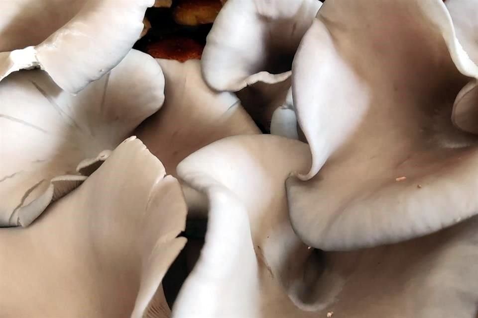 BLUE OYSTER