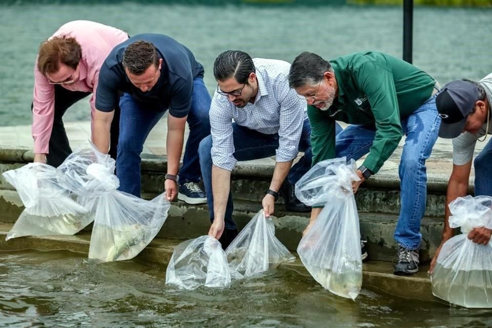El Alcalde y funcionarios municipales liberaron los primeros especímenes desde el Malecón de la presa.