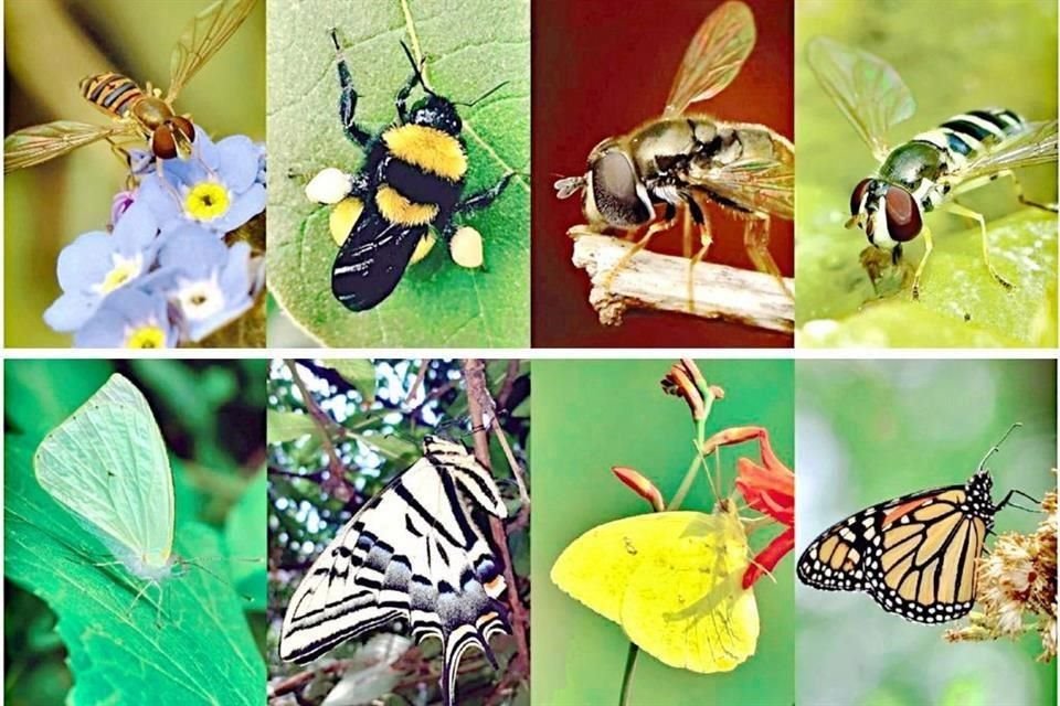 Moscas y abejas: Mosca abeja comepulgones, Abejorro zumbador, Sirfido, Mosca avispa de cola rayada.  Mariposas: Mariposa blanca de la col, Mariposa cometa xochiquetzal, Mariposa azufre de bandas naranja y Mariposa monarca.