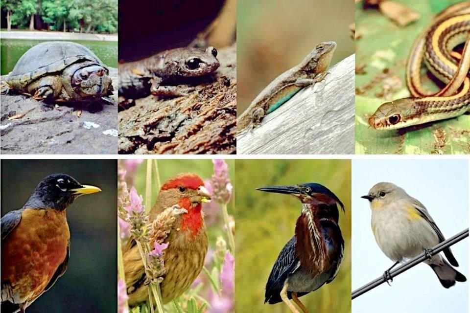 Anfibios y Reptiles: Tortuga pecho quebrado, Tlaconete dorado, Lagartija espinosa del mezquite y Culebra chata mexicana.   Aves: Mirlo primavera, Pinzón mexicano, Garcita verde y Chipe rabadilla amarilla.