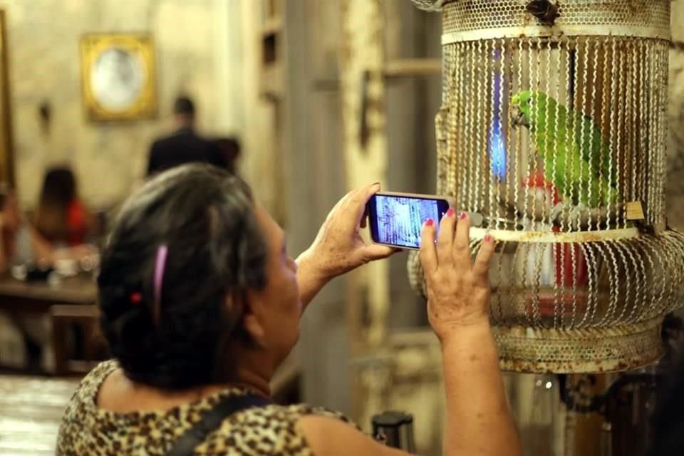 Un perico recuerda al mencionado en las crónicas.