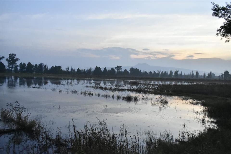 Las lluvias del domingo afectaron la producción de romeritos en el Pueblo de Mixquic, en la Alcaldía Tláhuac. 