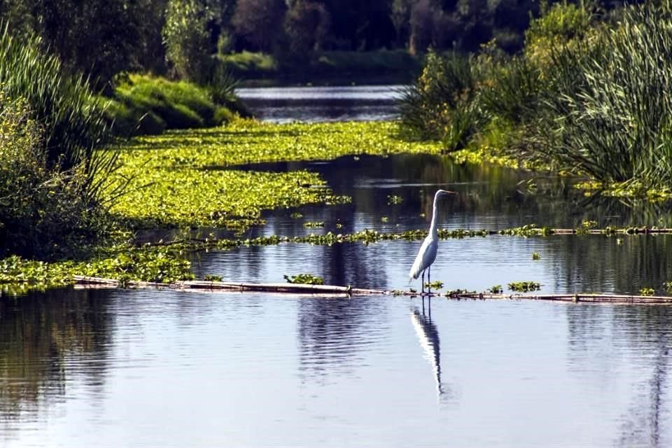 Tras su recuperación hace cuatro años, el Parque atrae a aves, algunas de ellas, migratorias.