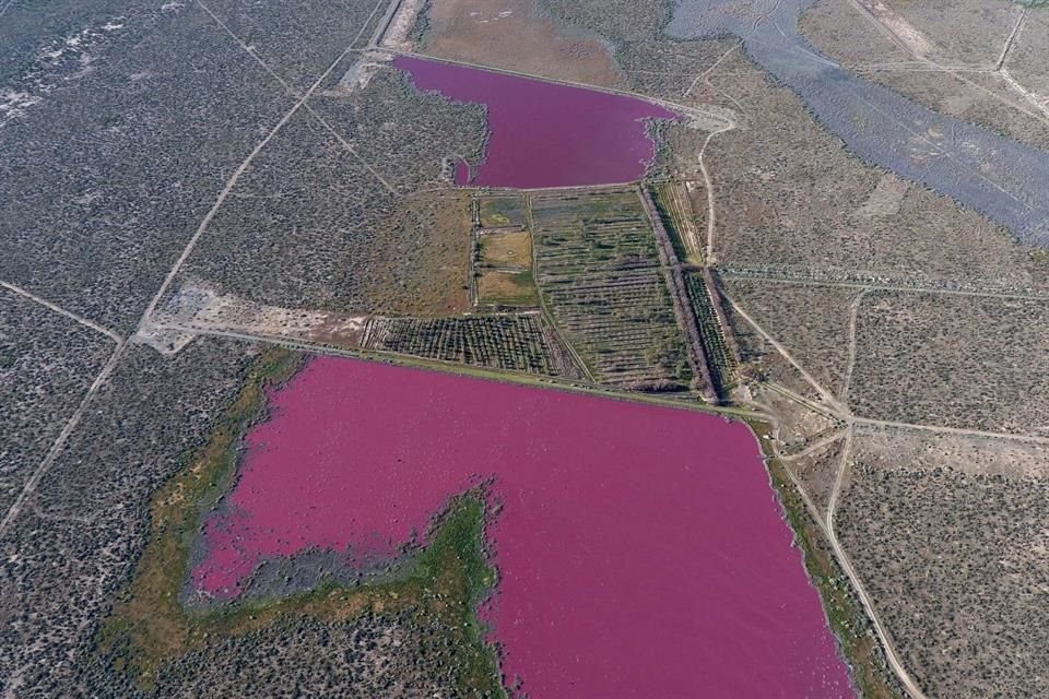 Un par de lagos de Argentina se tiñeron de color rosa; activistas temen que se deba a la contaminación industrial.