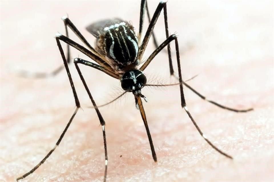 En NL se han reportado 5 mil 772 casos de dengue.