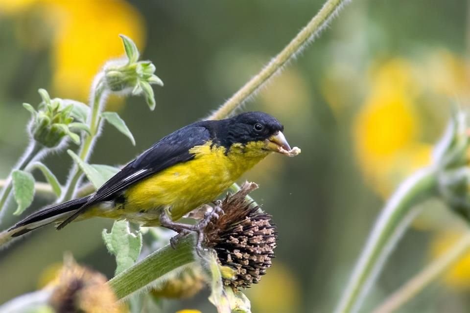 'La comunidad de aves detectada en el Área de Valor Ambiental Barranca de Tarango, a diferencia de todos los demás grupos de vertebrados, es sorprendente por su alta riqueza', anotaron los especialistas de Ectágono. 