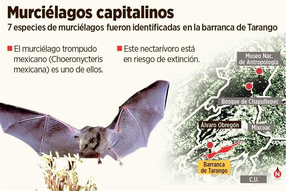 Organización civil Ectágono detectó la presencia de una comunidad de murciélagos y más especies en la Barranca de Tarango, en CDMX.