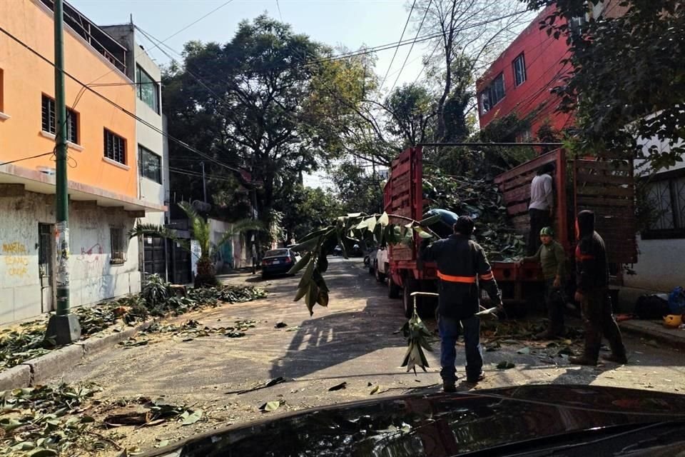 En camiones particulares, taladores se llevaron ramas y troncos, sin aclarar a los vecinos si tenían la autorización.