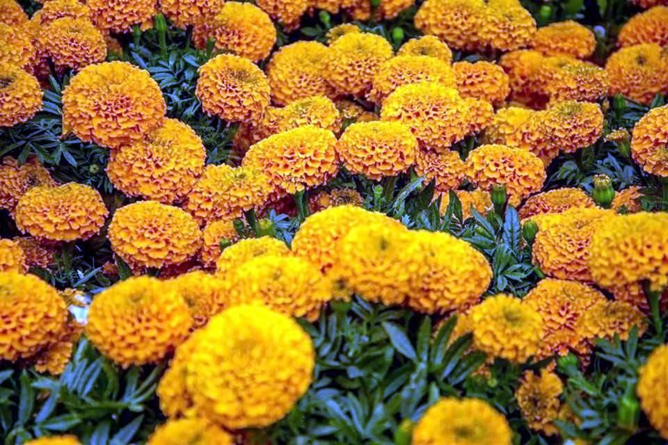Flor de Cempasúchil