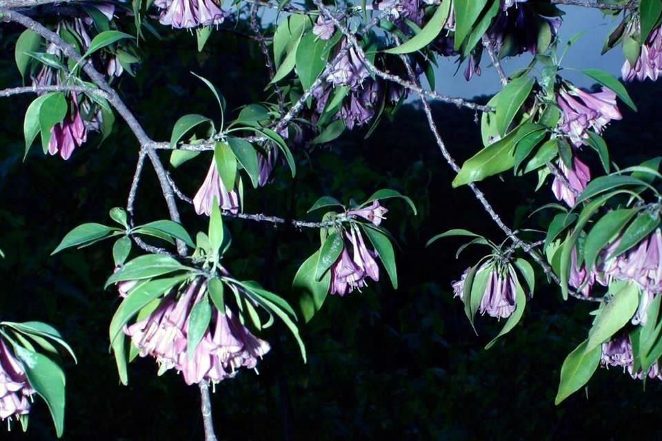 En invierno, las flores de la Coutaportla lorenceana pintan de lila una zona boscosa de la Sierra Madre Occidental, Sinaloa.