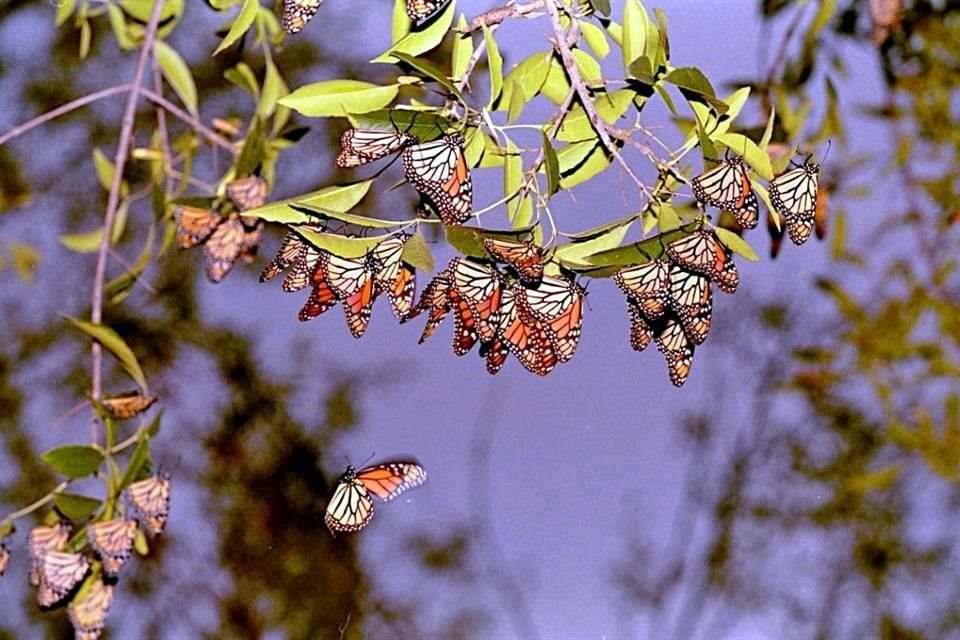 Especialistas y observadores señalan que desde que inició lo que debería ser la temporada de migración, a mediados de octubre, han sido pocos los avistamientos de estas mariposas.