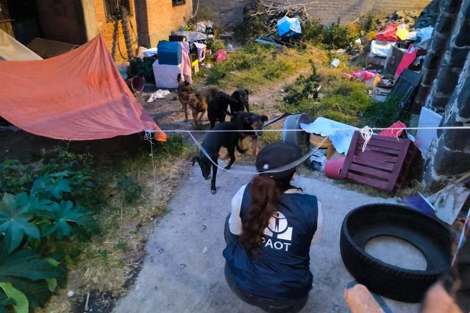 Deambulaban en el patio frontal del inmueble, en inadecuadas condiciones de higienes, sin resguardo del sol, agua ni alimentos.