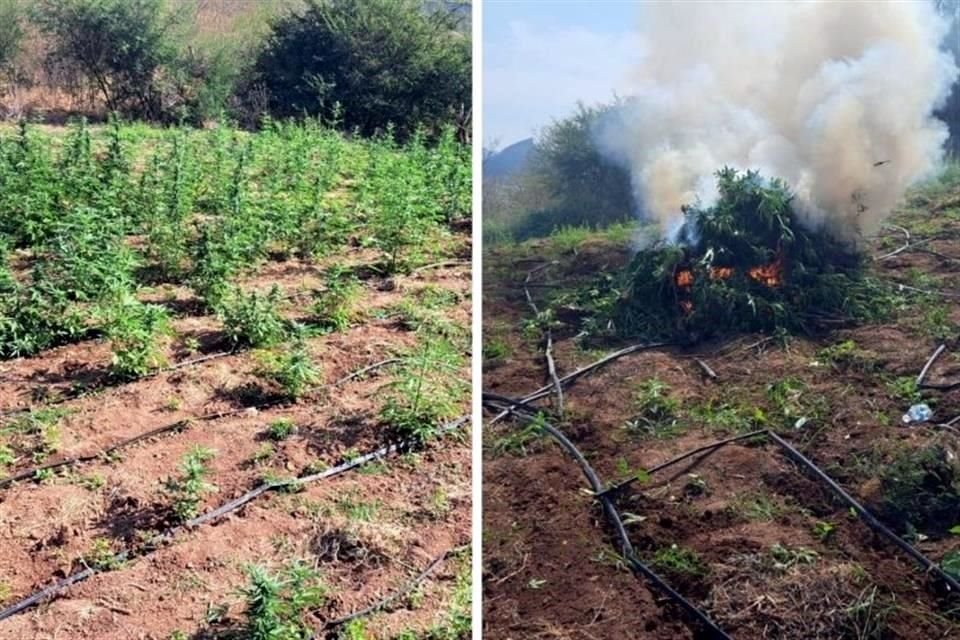 Los terrenos con plantíos de marihuana fueron ubicados en un poblado al norte de Culiacán, en Sinaloa, tras sobrevuelos de la Semar.