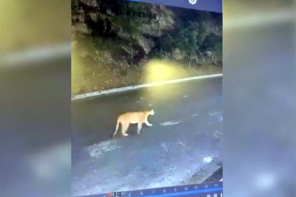 Cámaras de seguridad de una residencia del sector Veredalta grabaron a un puma caminando.