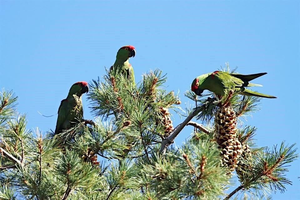 La cotorra serrana occidental es endémica de Chihuahua y juega un rol importante en la conservación de los bosques.