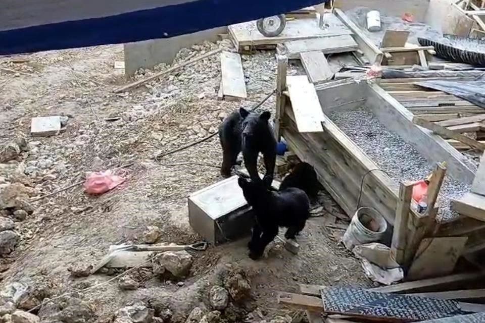 Los osos estuvieron merodeando dentro de la construcción.