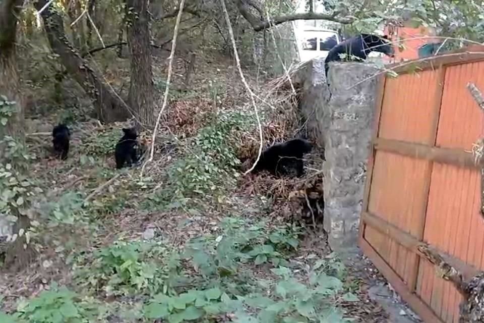 Los osos subieron una barda del terreno, asombrando a los vecinos de Olinalá.