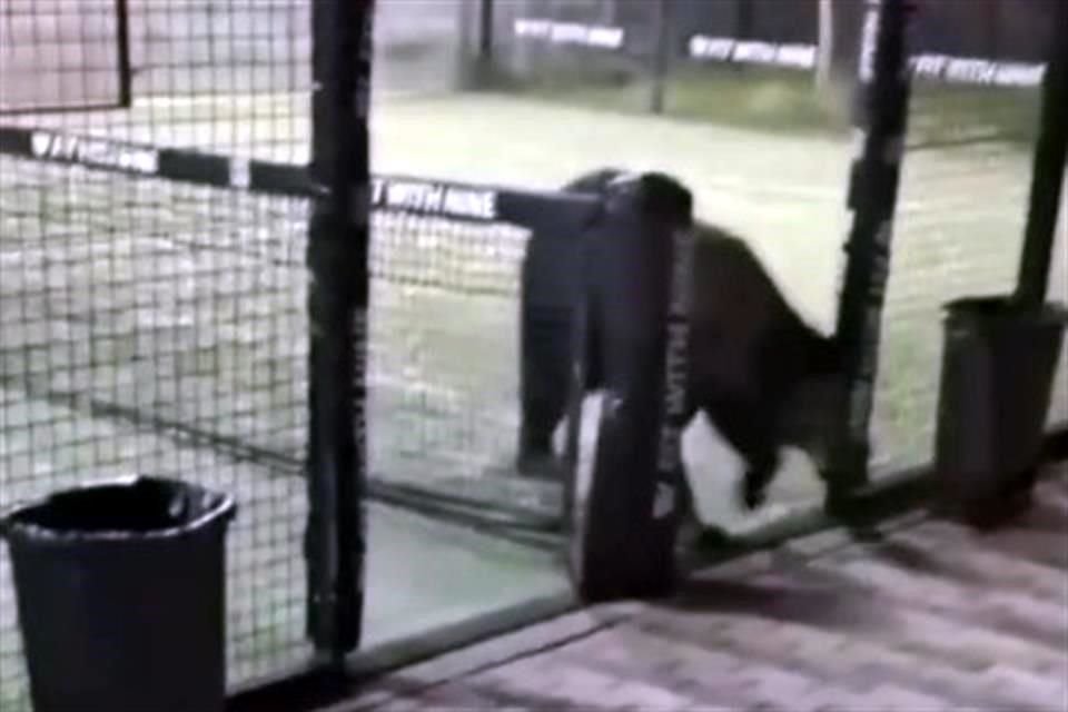 Un oso es captado en las instalaciones de paddel y áreas de un complejo deportivo al interior de Pueblo Serena, al sur de Monterrey.