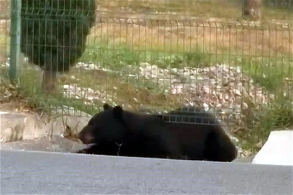 En un video grabado por un automovilista se observa al oso saliendo del parque.